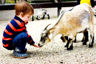 Camel Creek Adventure Park in Cornwall