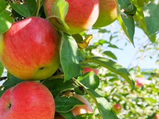 Apples growing in an orchard in the sun shine